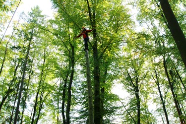 Blick in den Wald eines Hochseilgartens